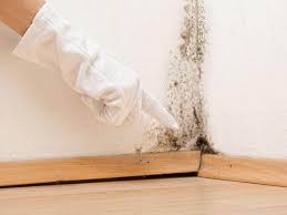 Why You Should Choose Our Mold Remediation Services in Williamsport, MD